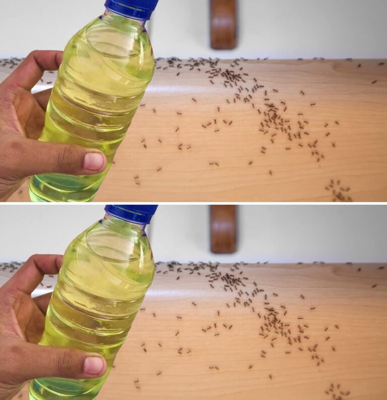 Spruzza questo repellente naturale fai da te per dire addio a mosche e zanzare in 2 minuti