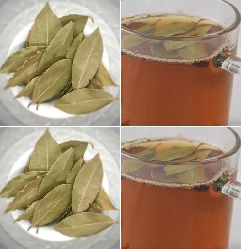 Decotto di alloro: migliora la vista, regola la pressione, elimina l’alito cattivo e allevia i dolori