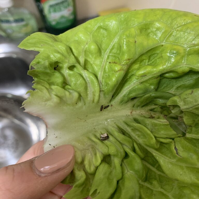 Compra un’insalata da Aldi e fa un’orribile scoperta: “tracce di…