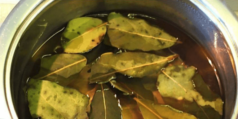 I meravigliosi benefici delle foglie di alloro per la tua salute